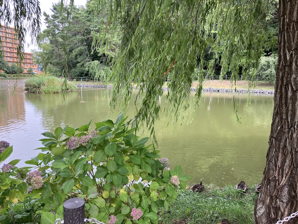 月寒公園内の広い池