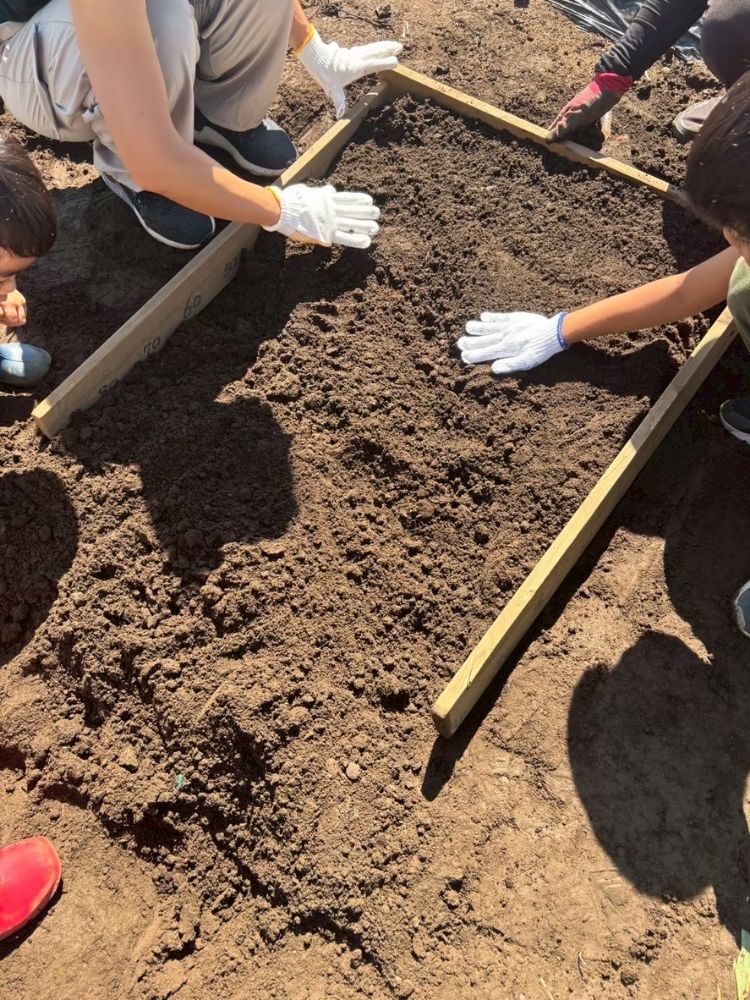 ウネの範囲を計測しながら、土を盛り上げ平らにならす作業