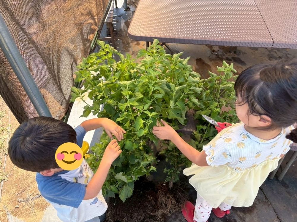 大葉を収穫する子どもたち